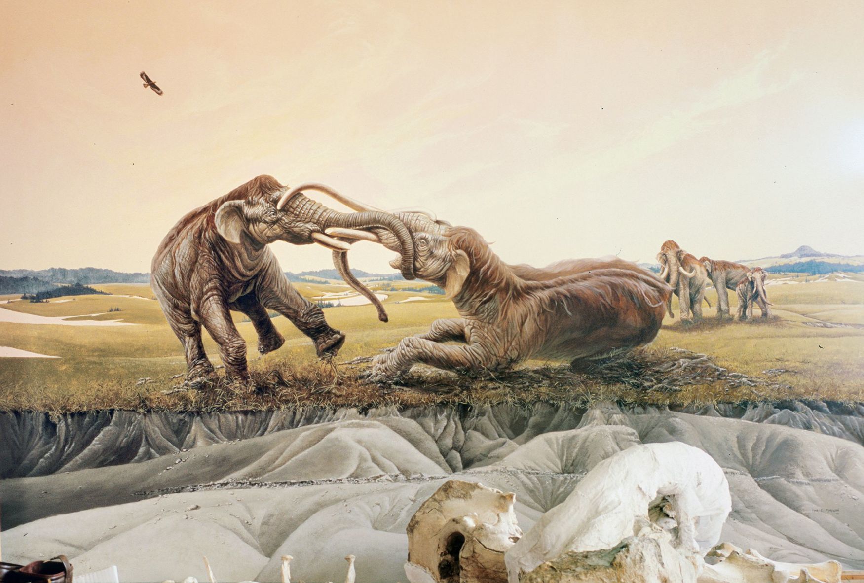 mammoths5.jpg